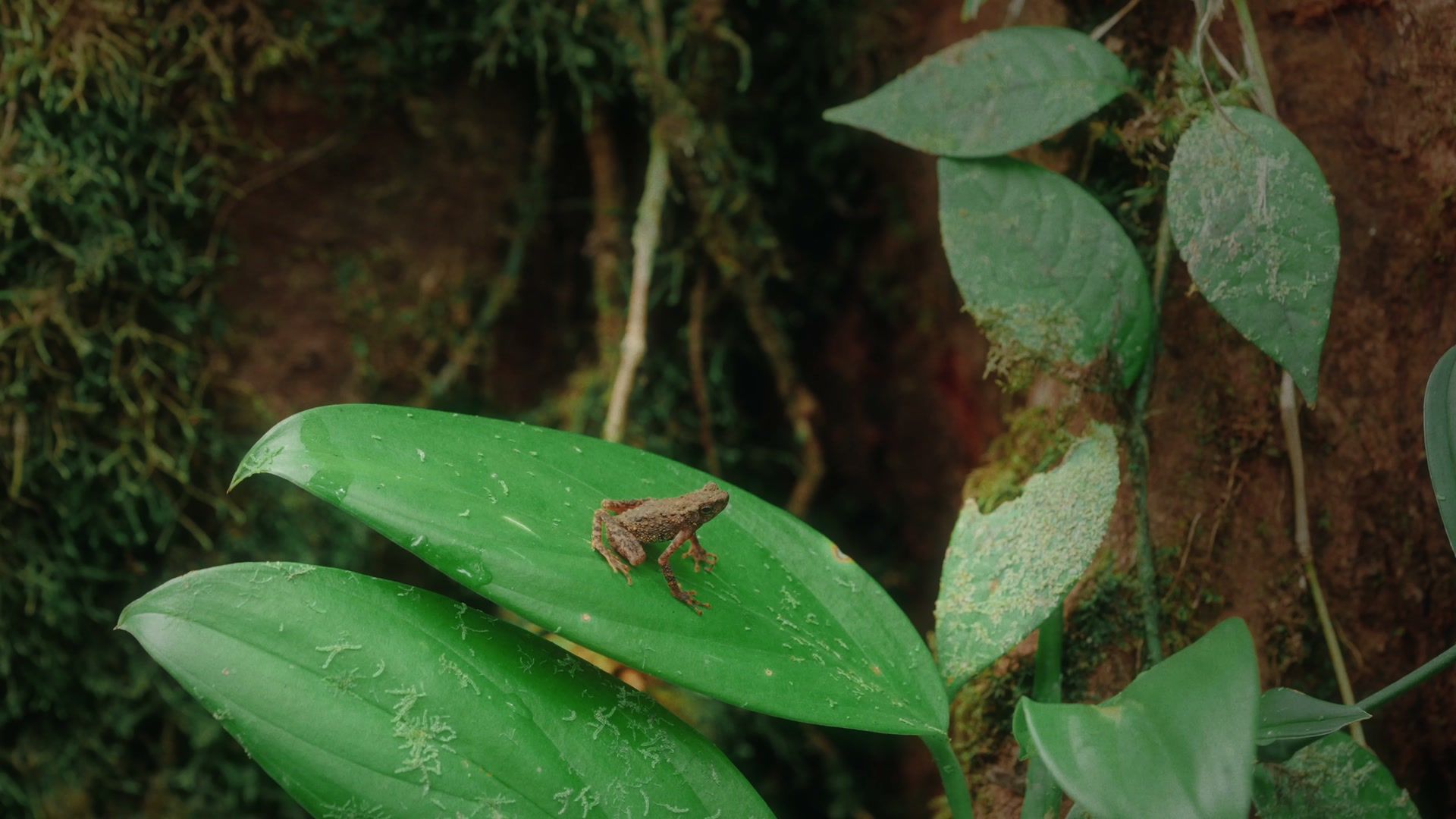 Still from The Lost Bornean Rainbow Toad